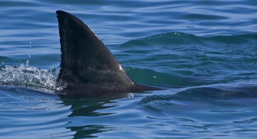 https://www.gastronomiac.com/wp/wp-content/uploads/2021/09/Aileron-de-requin2.jpg